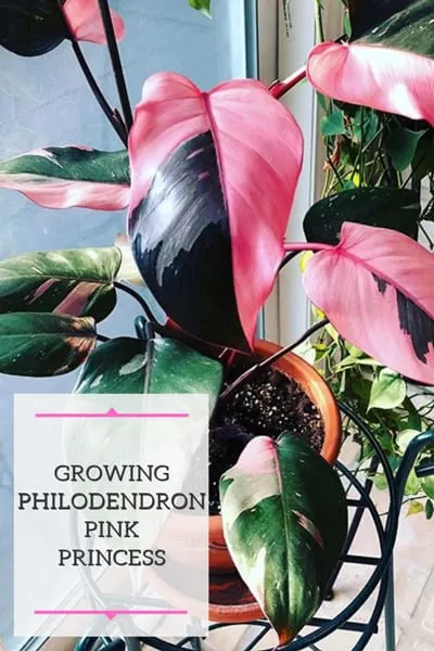 philodendron pink princess