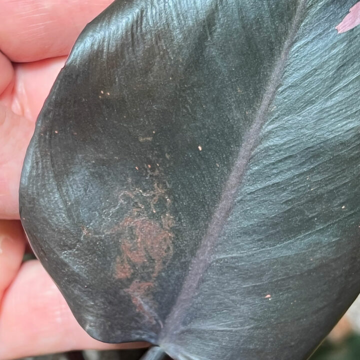 Philodendron Pink Princess 7 Ultimate Growing Tips & Tricks