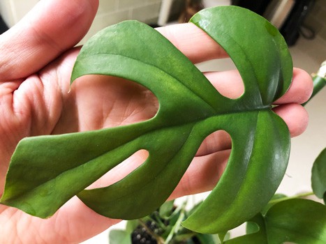 感謝価格】 Rhaphidophora tetrasperma var from Euro miradio.com.sv