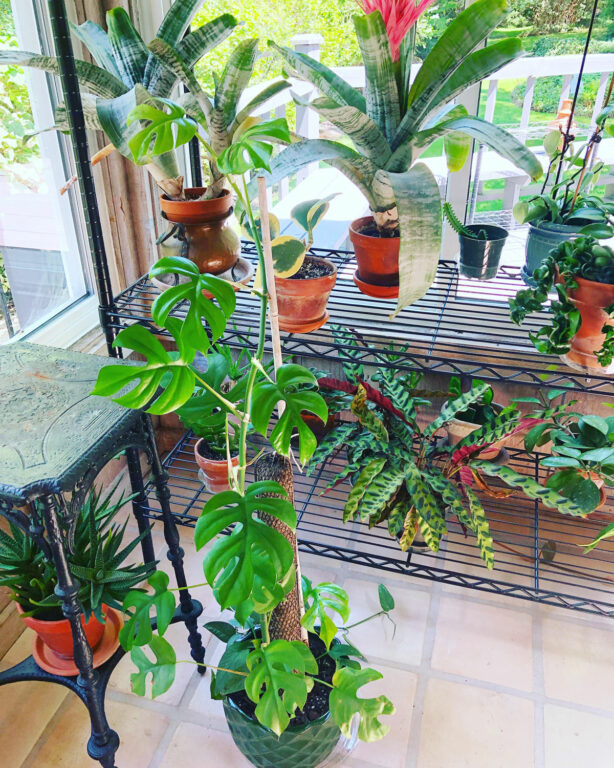 Rhaphidophora Tetrasperma 7 Top Tips w/ Propagation Guide