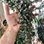String of Hearts: 6 Amazing Growing Tips (Ceropegia woodii) string of hearts
