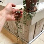 3 Useful Tips on How to Make String of Hearts Fuller string of hearts