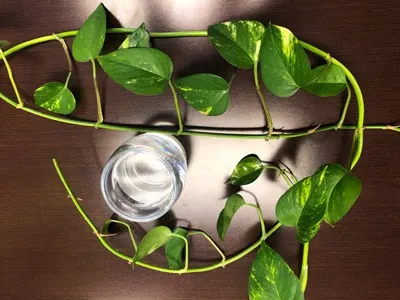 growing pothos