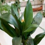 Cast Iron Plant Care: How to Care for Aspidistra Elatior cast iron plant care