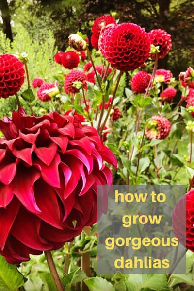 How To Grow Armloads Of Dahlias In Your Garden