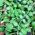 How to Grow Dischidia Nummularia or String of Nickels dischidia nummularia