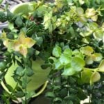 How to Grow Dischidia Ruscifolia: Million Hearts Plant dischidia ruscifolia million hearts plant