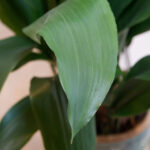 featured-cast-iron-plant
