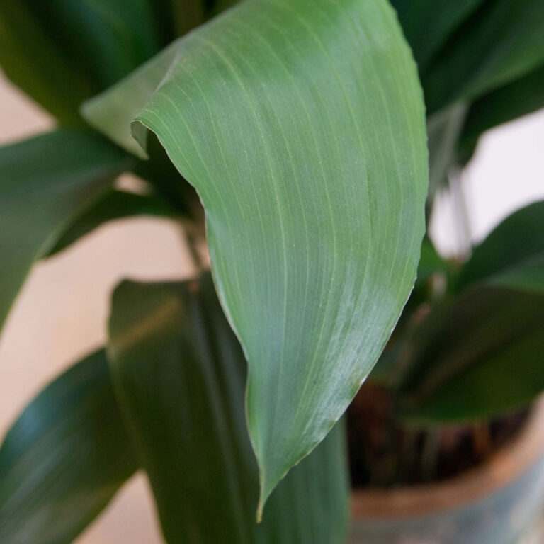 Cast Iron Plant Care:  How to Care for Aspidistra Elatior