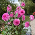Dahlia Care: 5+ Growing Tips For Loads of Blooms! featured-dahlias