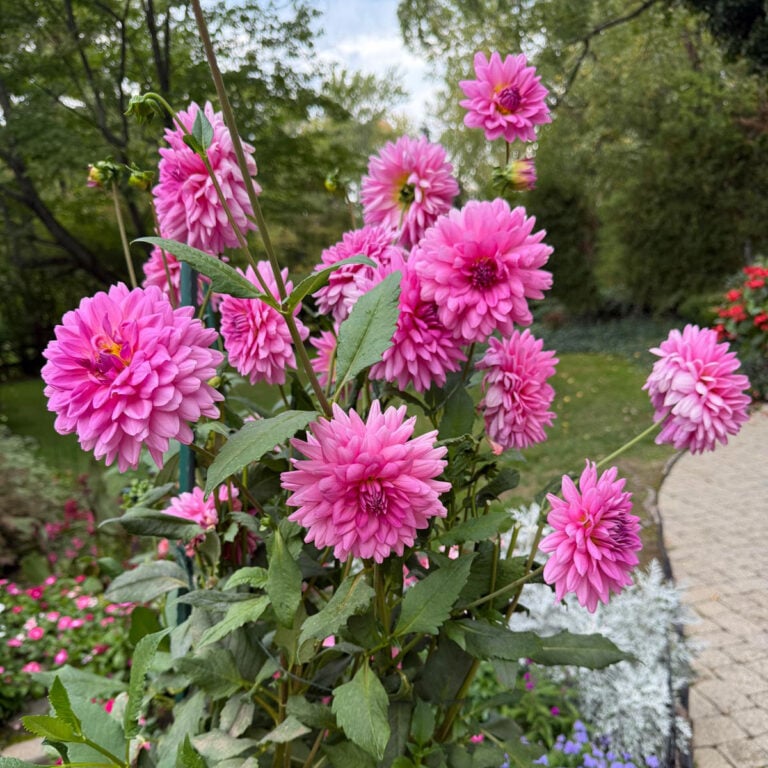 Dahlia Care:  5+ Growing Tips For Loads of Blooms!