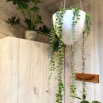 featured-dischidia-nummularia