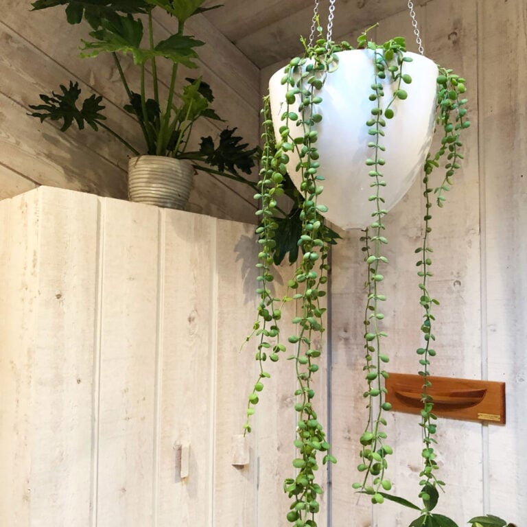 How to Grow Dischidia Nummularia or String of Nickels
