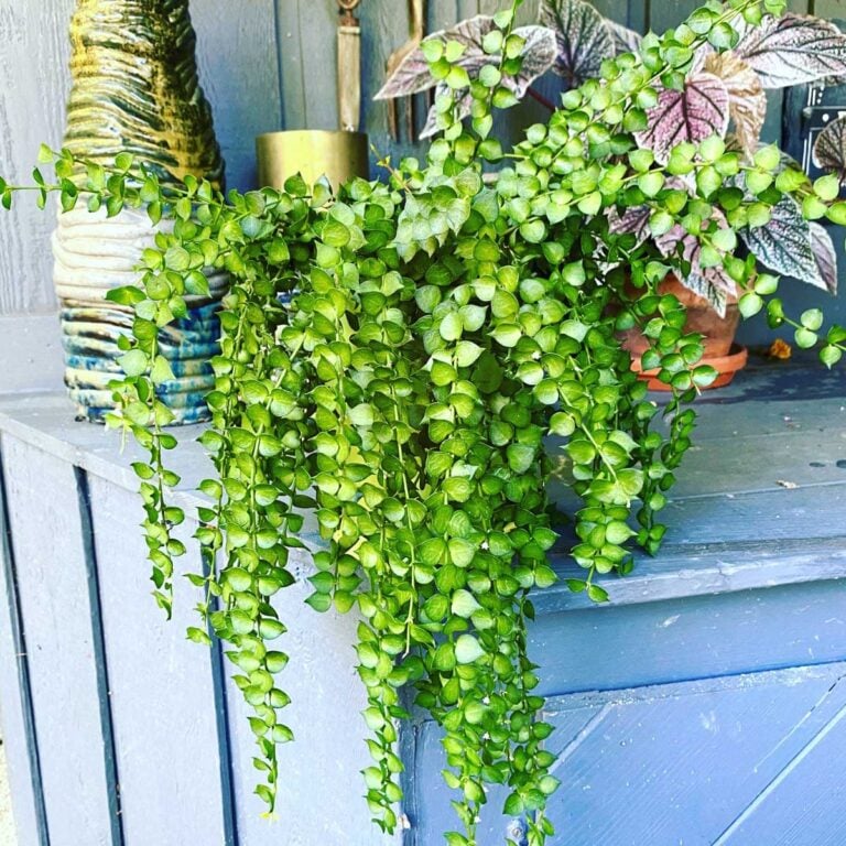 How to Grow Dischidia Ruscifolia:  Million Hearts Plant