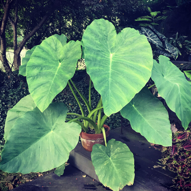Growing Spectacular Elephant Ears:  Colocasia Esculenta