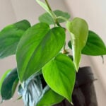 Growing Philodendron Scandens or Heart Leaf Philodendron featured-heart-leaf-philodendron
