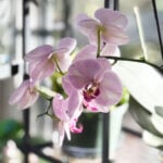 featured-orchid-care