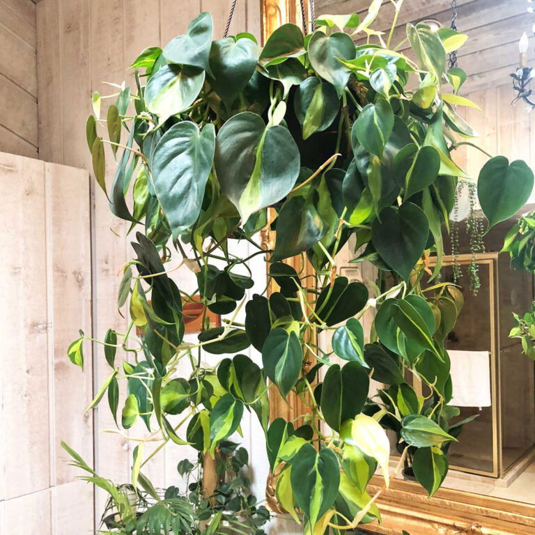 Philodendron Brasil:  9 Simple Care and Propagation Tips