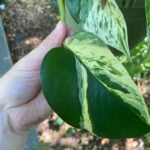 featured-pothos-care