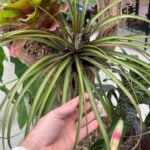 featured-tillandsia-care