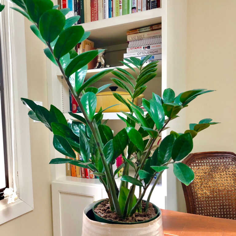 ZZ Plant Care:  Growing and Propagation Tips