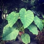 Growing Spectacular Elephant Ears: Colocasia Esculenta colocasia esculenta
