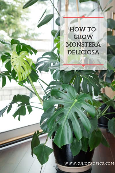 monstera deliciosa care