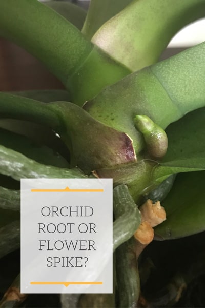 Orchid Flower Spike Or Root 1 Simple