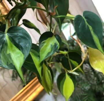 philodendron brasil