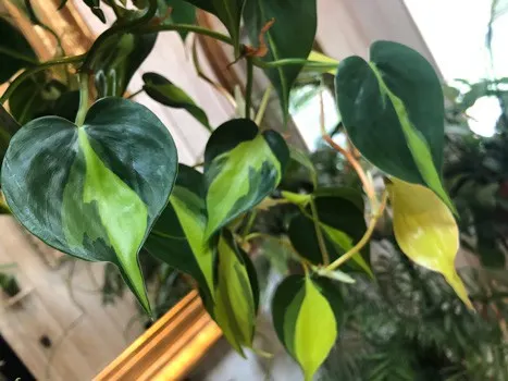 philodendron brasil