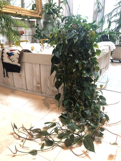 philodendron scandens