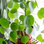 Chinese Money Plant Care - 5 Secrets (Pilea Peperomioides) pilea-2