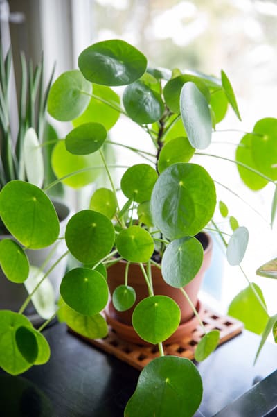 Caring for Pilea (Chinese Money Plant) - A Beautiful Mess