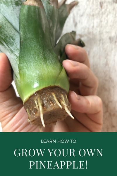 Meget rart godt Kæreste Forudsige Pineapple Propagation: 9 Easy Steps to Root a Fruit Top