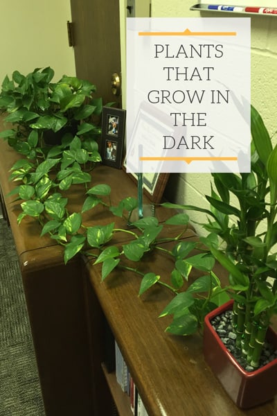 plants that grow in the dark