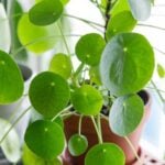 Ultimate Top 10 Most Popular Houseplant Care Blog Posts houseplant care