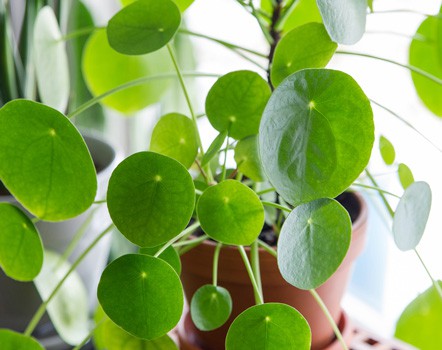 houseplant care