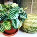 Watermelon Peperomia: 1 Vital Care Tip and How to Propagate watermelon peperomia