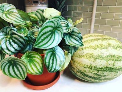 Watermelon Peperomia: Vital Care Tip How Propagate