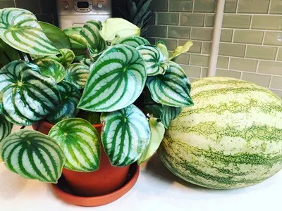 watermelon peperomia