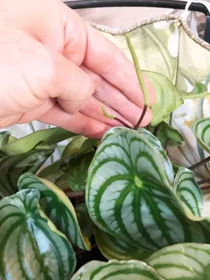 watermelon peperomia