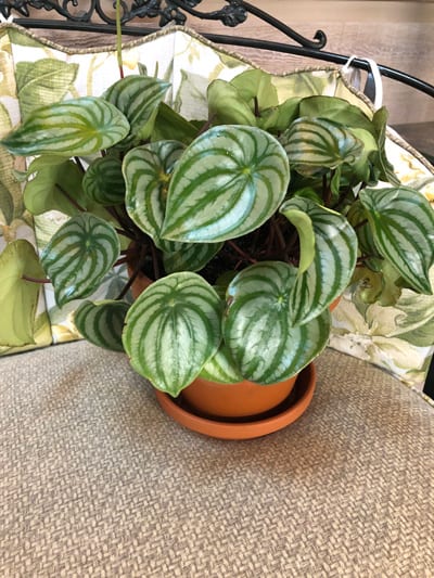 Watermelon Peperomia: Vital Care Tip How Propagate