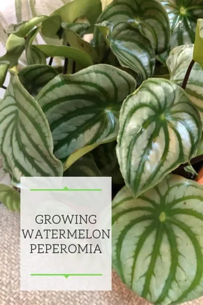 Watermelon Peperomia: Vital Care Tip How Propagate