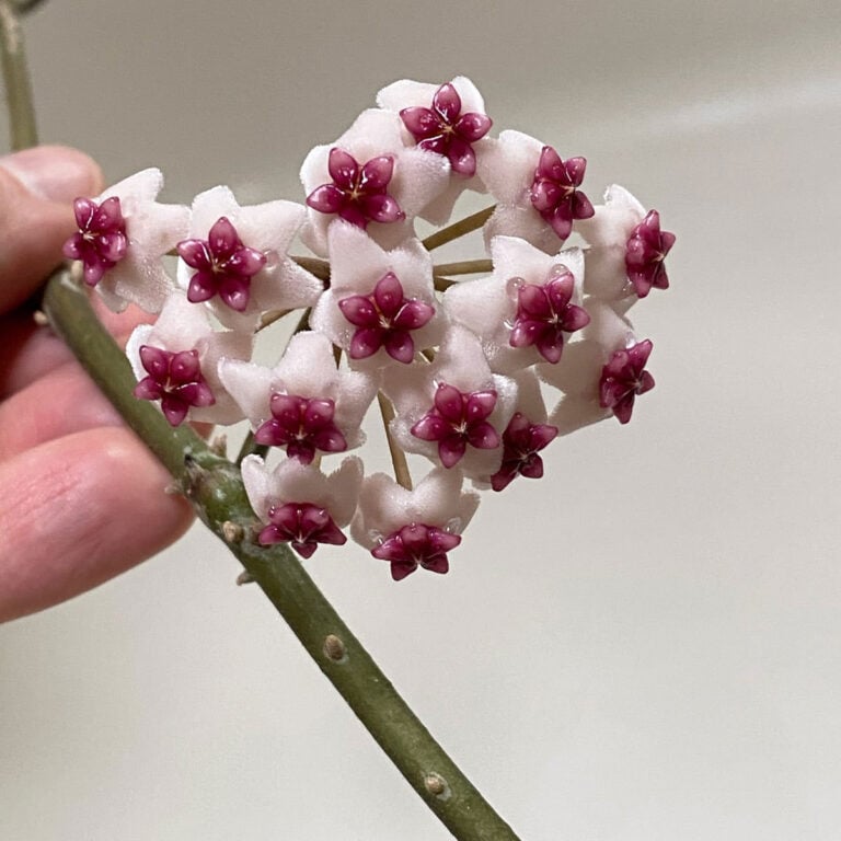 Hoya Carnosa:  Care Tips and Top Secrets for Blooming