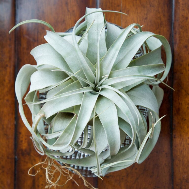 Tillandsia Xerographica Growing Secrets:  5 Important Tips