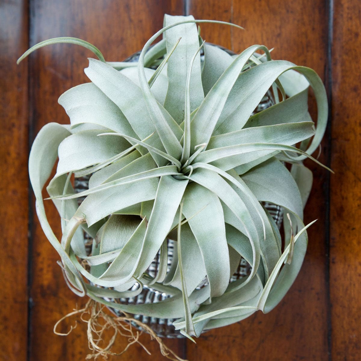 featured-tillandsia-