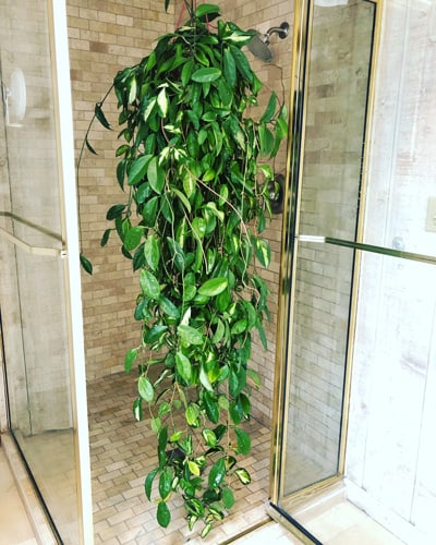 Hoya Hoya Bella hanging indoor plant 
