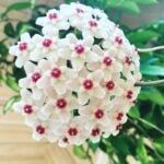 Hoya Carnosa: Care Tips and Top Secrets for Blooming hoya carnosa