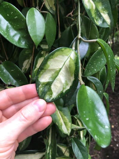 hoya carnosa