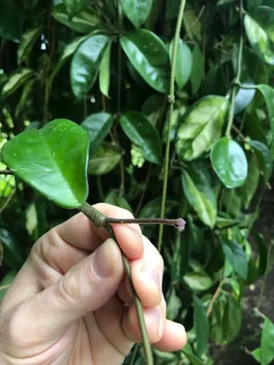 hoya carnosa